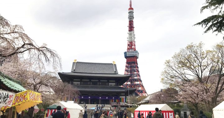 漫步芝公園增上寺　觀賞櫻花和東京鐵塔交織美景
