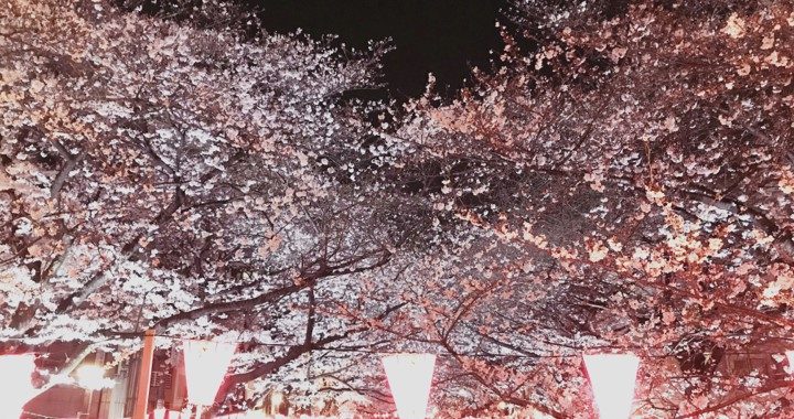 到目黑川賞夜櫻 每走一步都能拍出夢幻美照